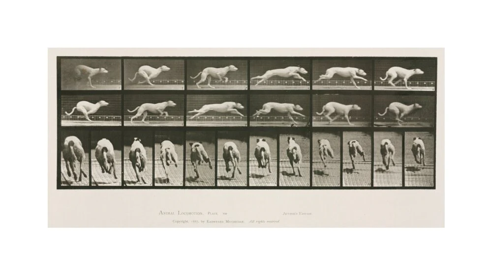 Time-lapse photographs of a greyhound running, 1872-1885. - Image 28
