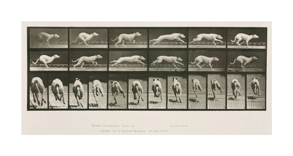Time-lapse photographs of a greyhound running, 1872-1885. - Image 29