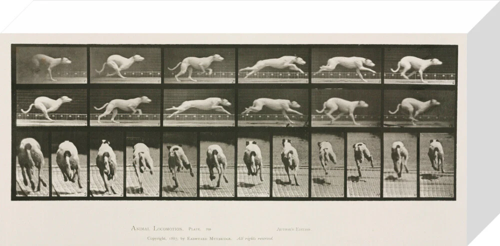 Time-lapse photographs of a greyhound running, 1872-1885. - Image 31