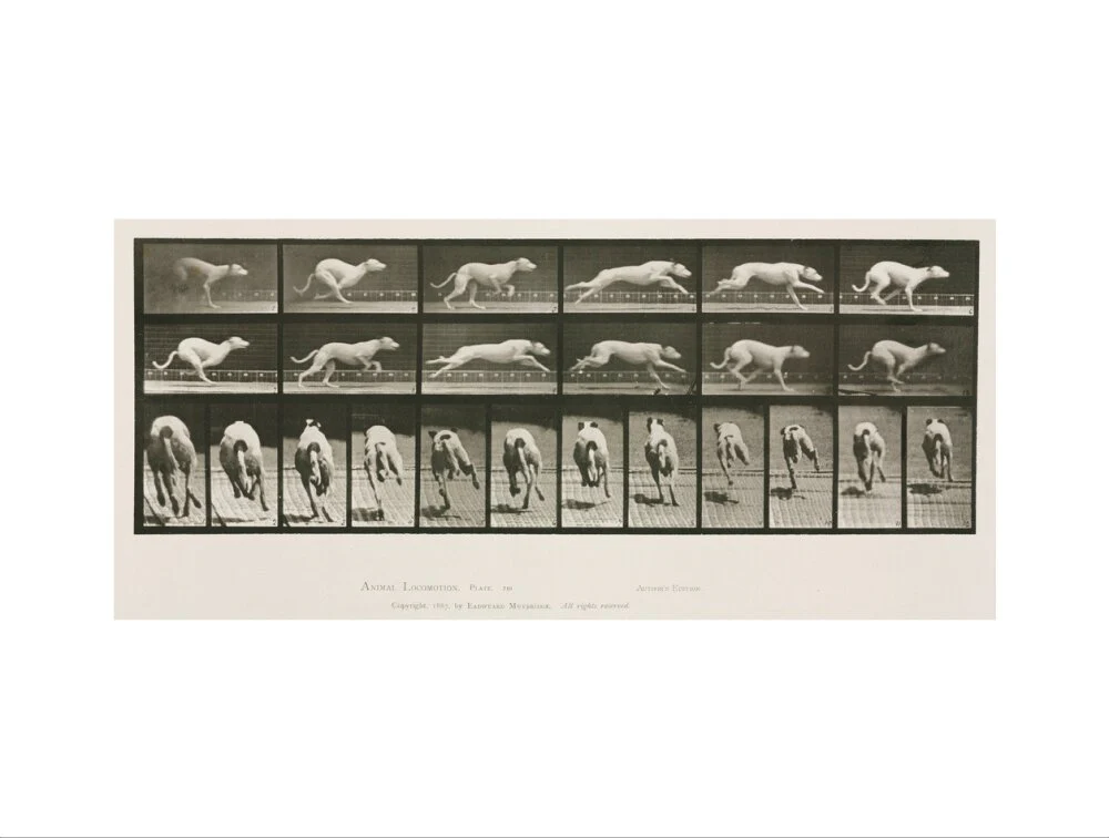 Time-lapse photographs of a greyhound running, 1872-1885. - Image 50