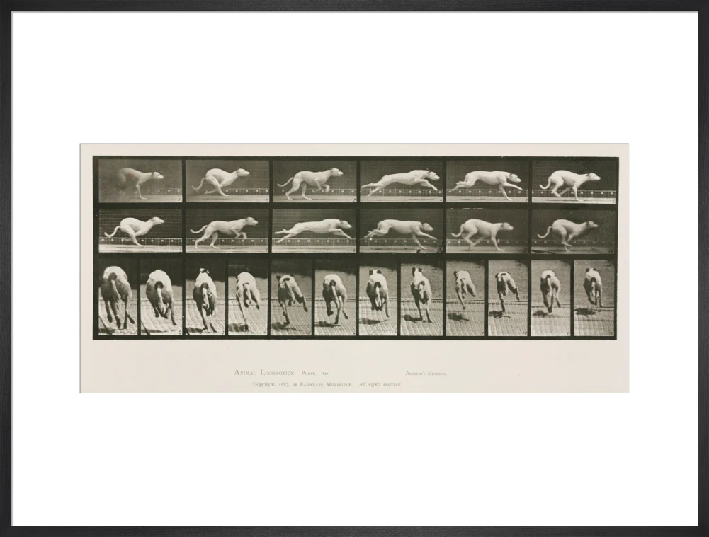 Time-lapse photographs of a greyhound running, 1872-1885. - Image 56