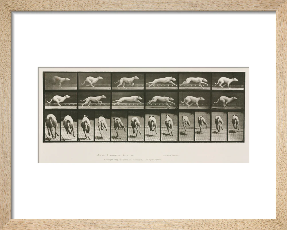 Time-lapse photographs of a greyhound running, 1872-1885. - Image 6