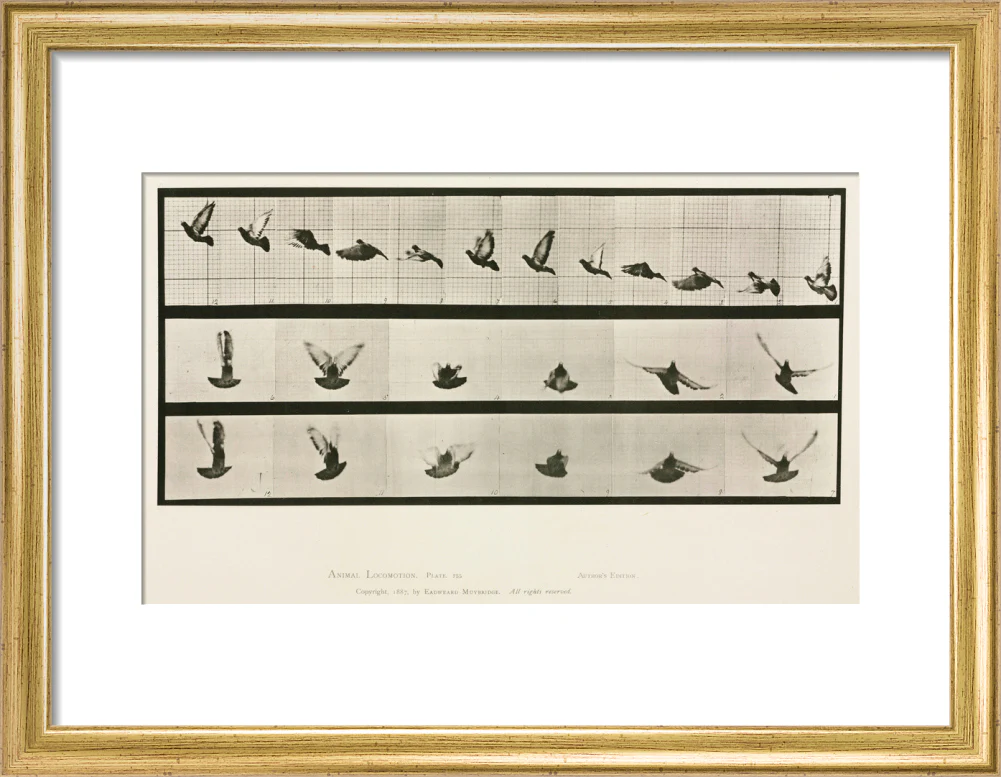 Time-lapse photographs of a pigeon in flight, 1872-1885. - Image 10