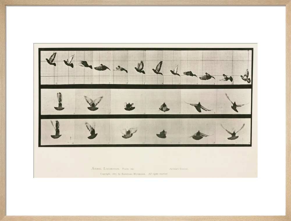 Time-lapse photographs of a pigeon in flight, 1872-1885. - Image 21