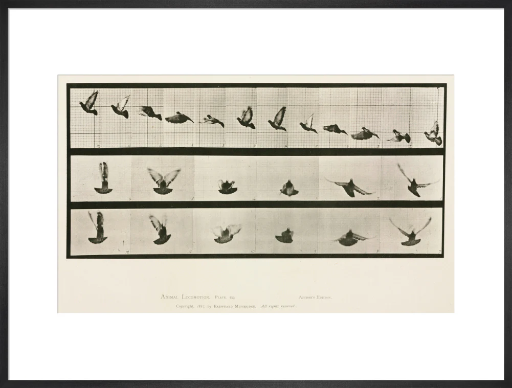 Time-lapse photographs of a pigeon in flight, 1872-1885. - Image 23