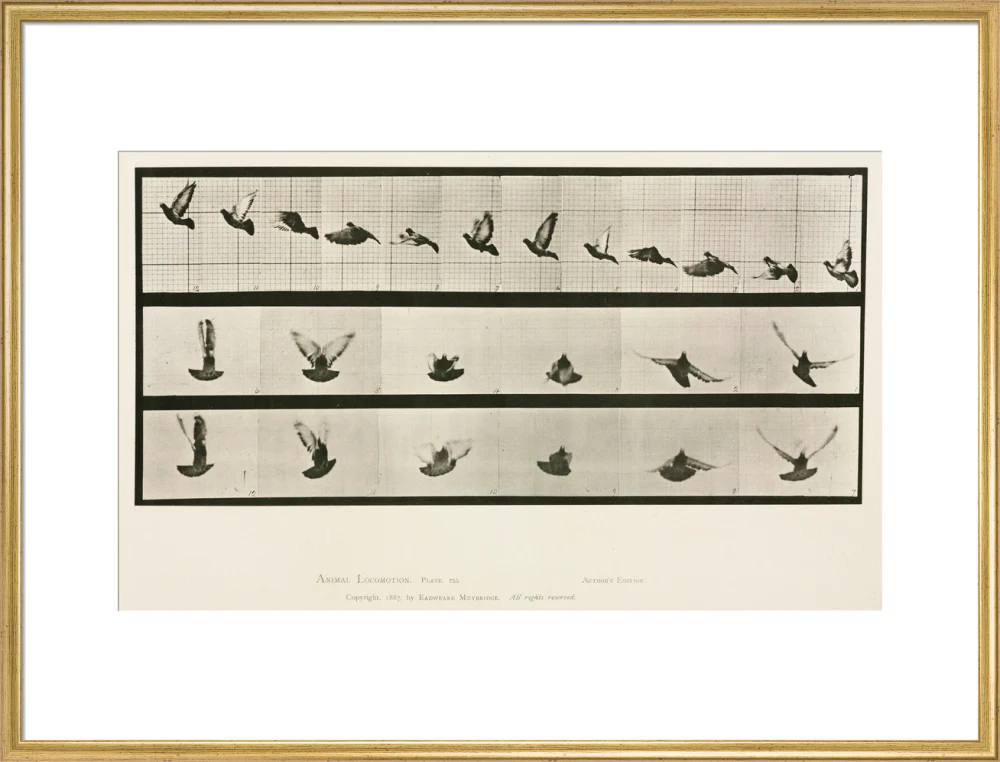 Time-lapse photographs of a pigeon in flight, 1872-1885. - Image 25