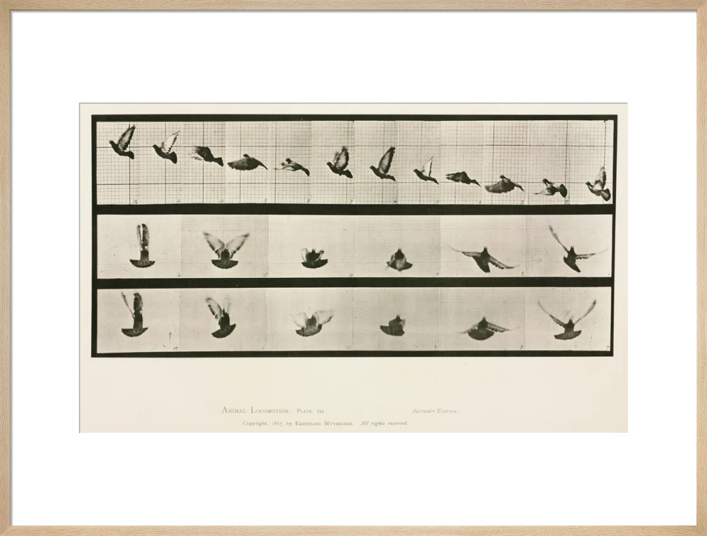 Time-lapse photographs of a pigeon in flight, 1872-1885. - Image 26