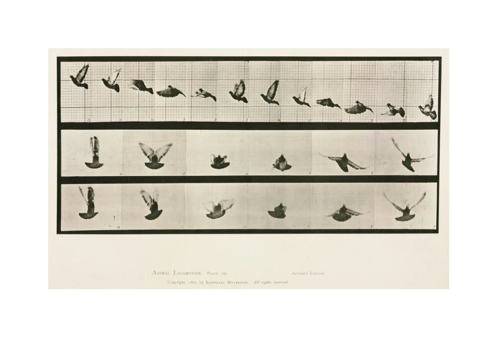 Time-lapse photographs of a pigeon in flight, 1872-1885. - Image 28