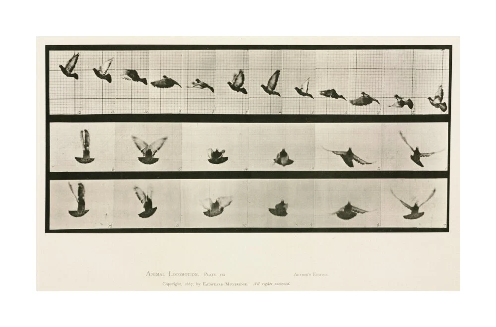 Time-lapse photographs of a pigeon in flight, 1872-1885. - Image 29