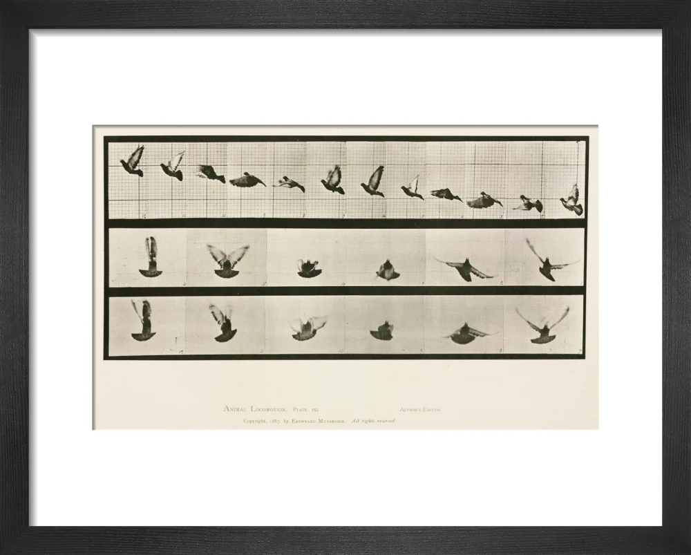 Time-lapse photographs of a pigeon in flight, 1872-1885. - Image 3