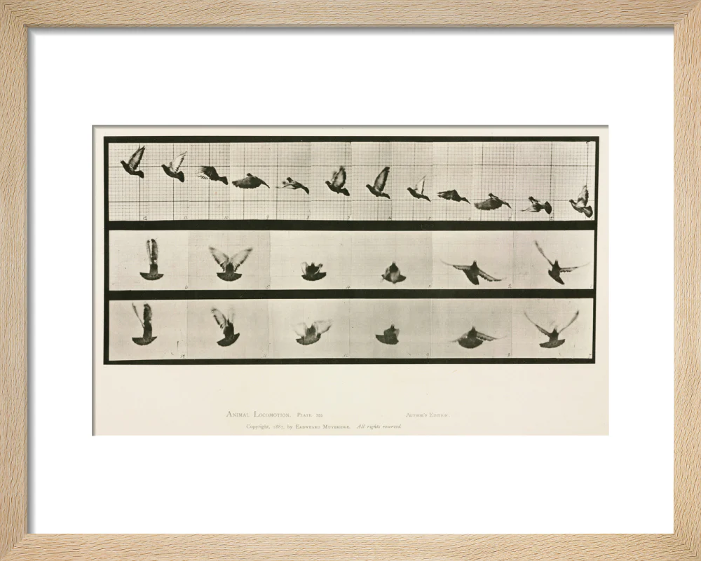 Time-lapse photographs of a pigeon in flight, 1872-1885. - Image 39