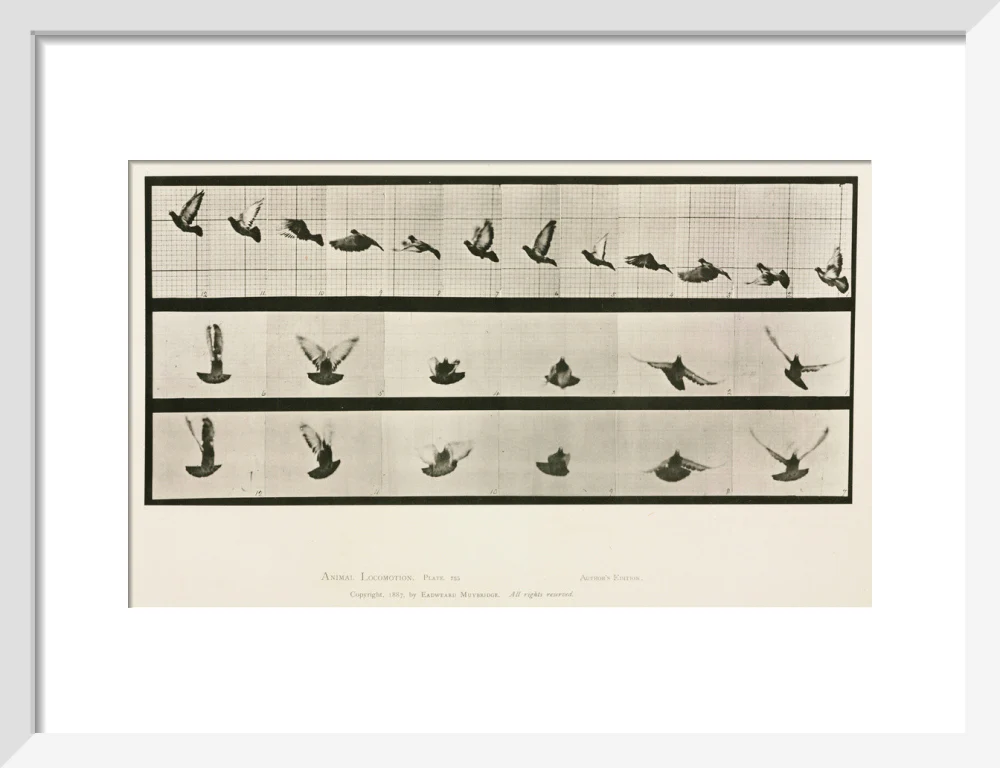 Time-lapse photographs of a pigeon in flight, 1872-1885. - Image 42