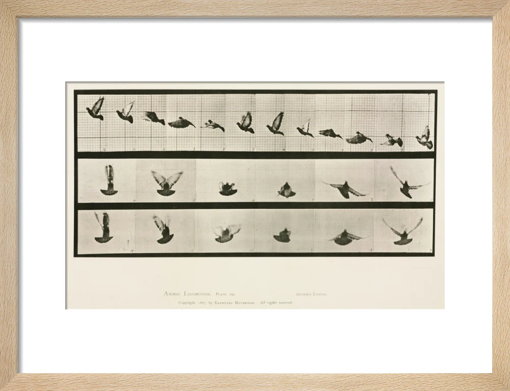 Time-lapse photographs of a pigeon in flight, 1872-1885. - Image 44