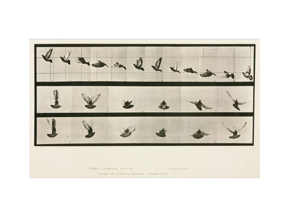 Time-lapse photographs of a pigeon in flight, 1872-1885. - Image 45