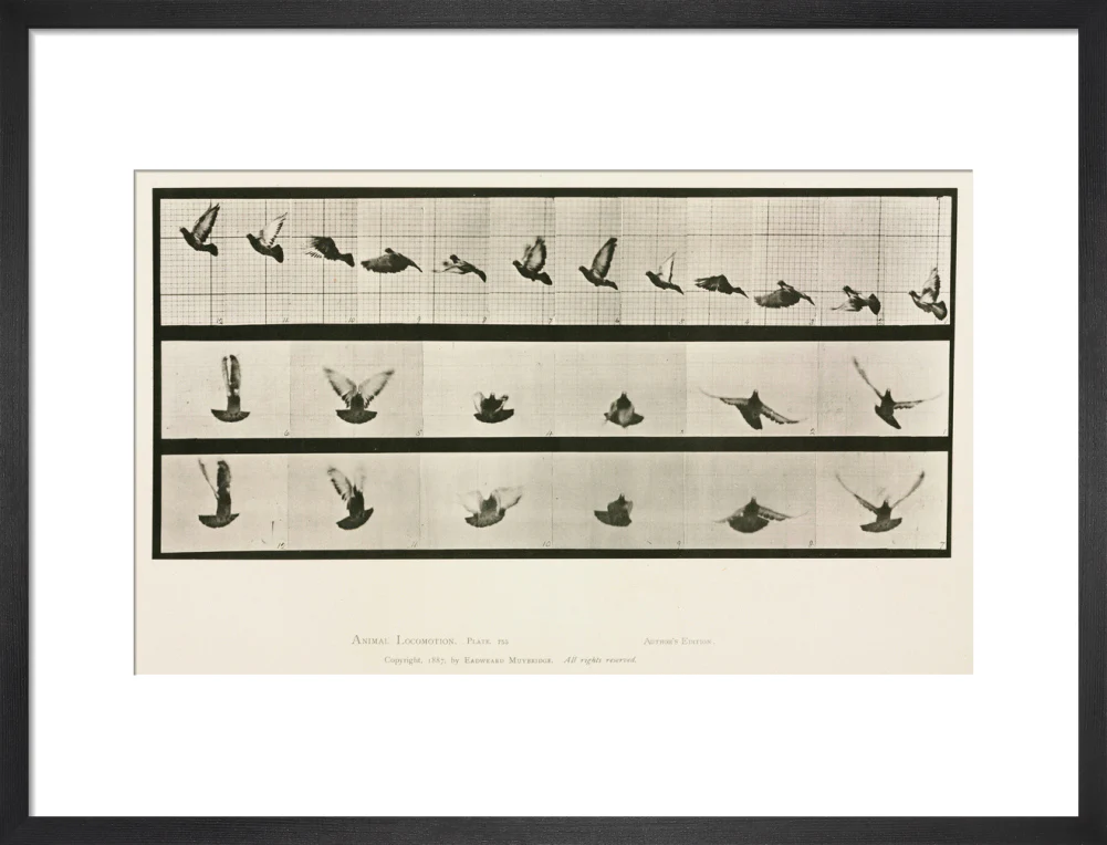 Time-lapse photographs of a pigeon in flight, 1872-1885. - Image 46
