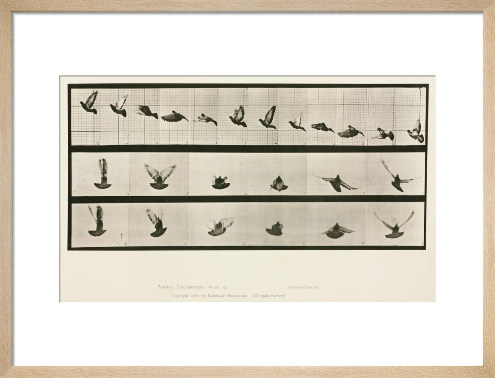 Time-lapse photographs of a pigeon in flight, 1872-1885. - Image 49