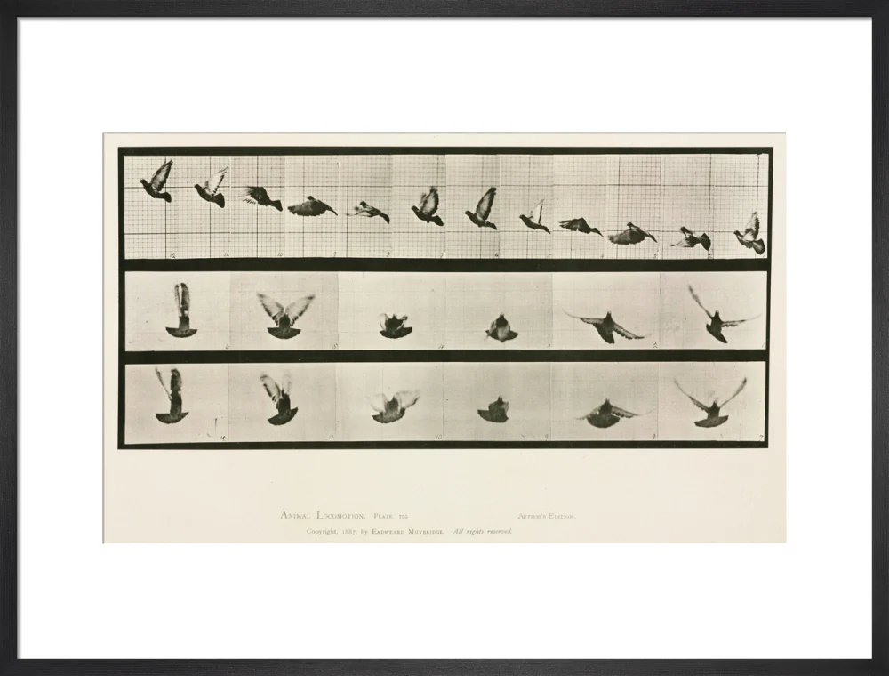 Time-lapse photographs of a pigeon in flight, 1872-1885. - Image 51