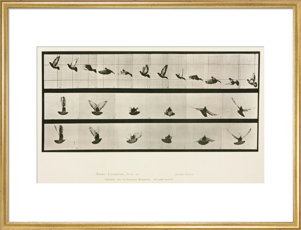 Time-lapse photographs of a pigeon in flight, 1872-1885. - Image 53