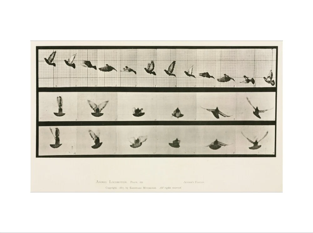 Time-lapse photographs of a pigeon in flight, 1872-1885. - Image 55