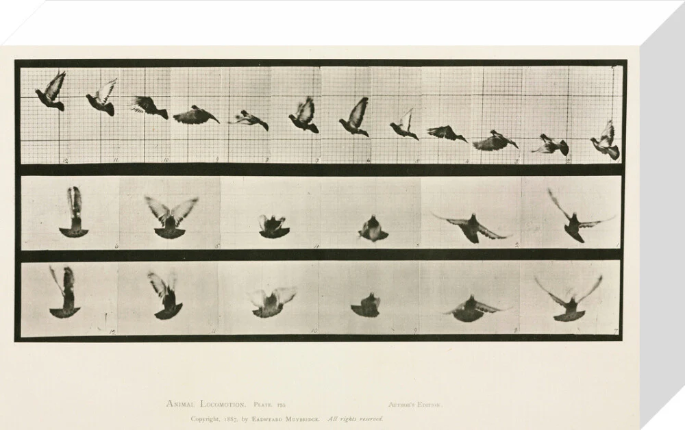 Time-lapse photographs of a pigeon in flight, 1872-1885. - Image 64