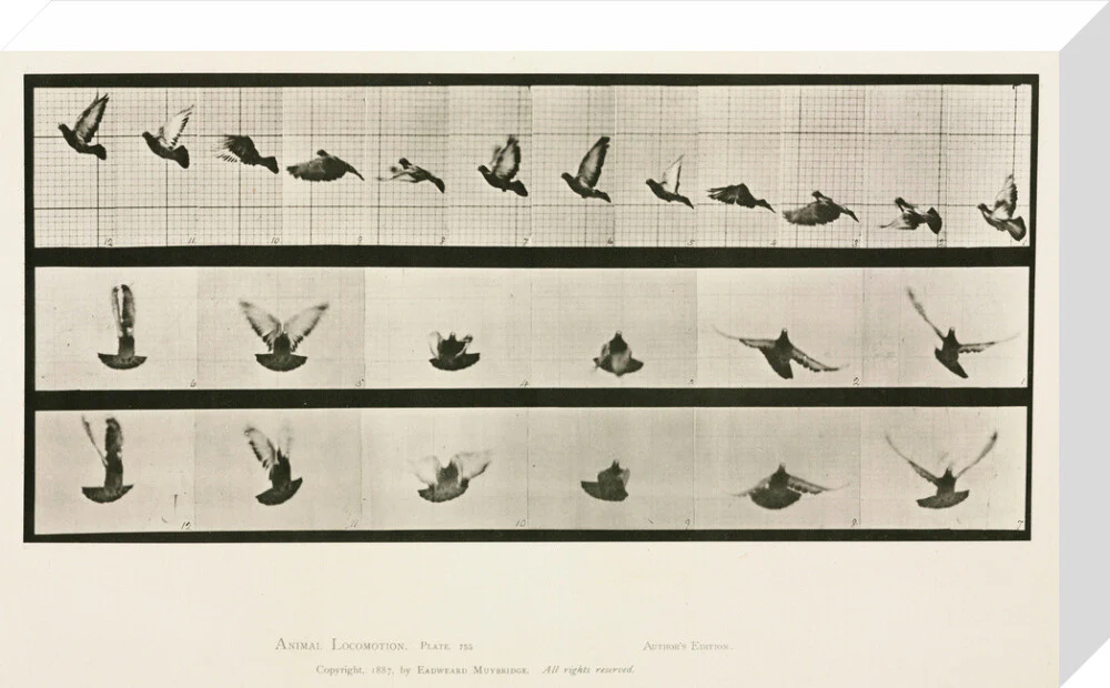 Time-lapse photographs of a pigeon in flight, 1872-1885. - Image 65