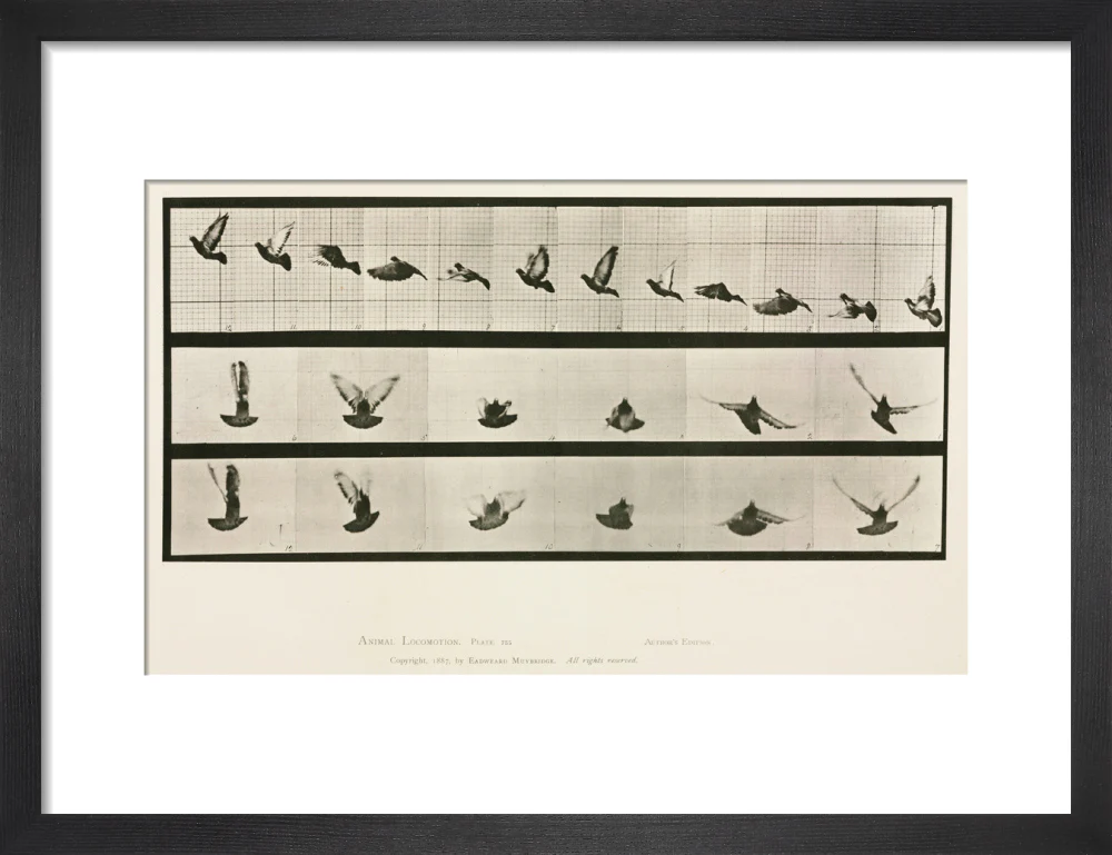 Time-lapse photographs of a pigeon in flight, 1872-1885. - Image 8