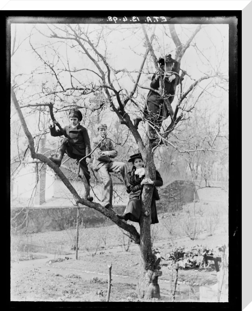 'Children In Tree', 1898. - Image 33