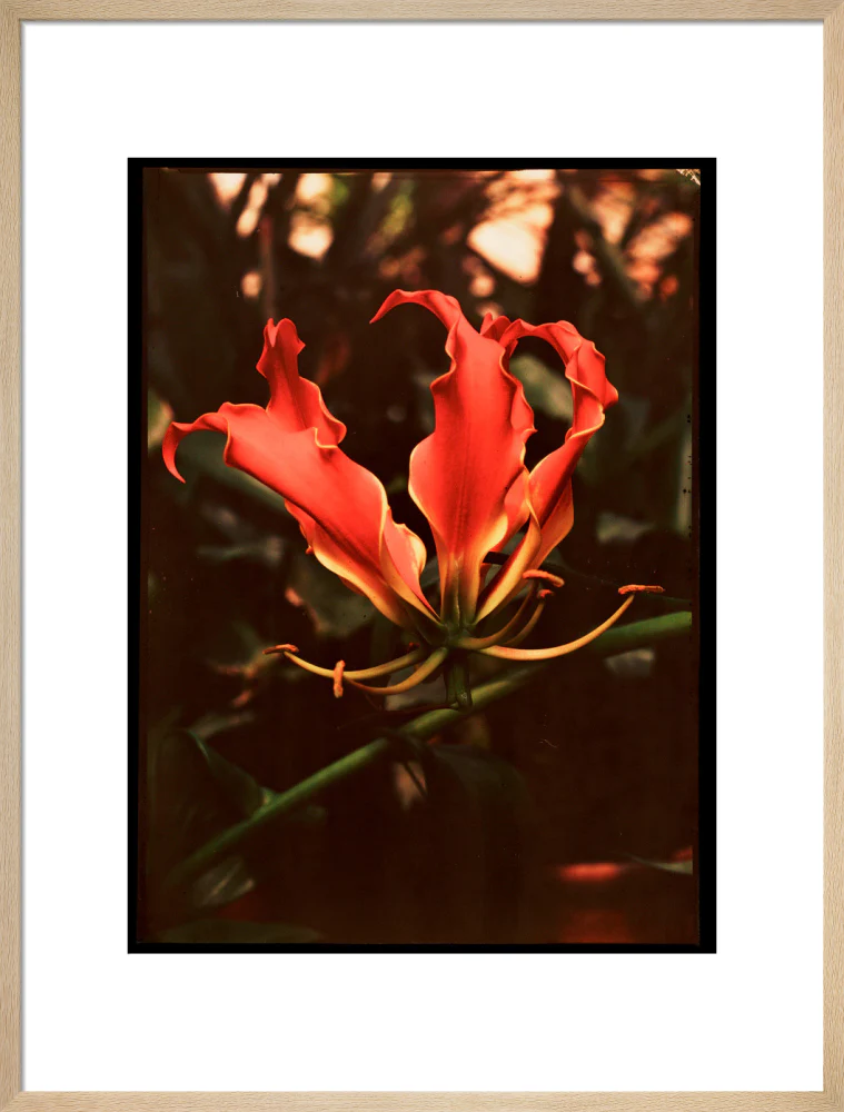 Orchid, c 1940. - Image 21