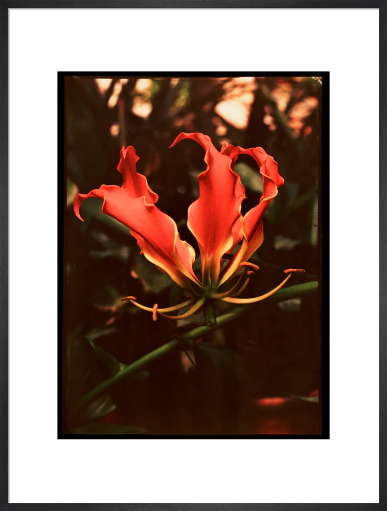 Orchid, c 1940. - Image 23