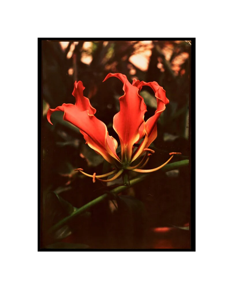 Orchid, c 1940. - Image 27