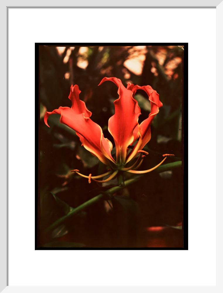 Orchid, c 1940. - Image 47