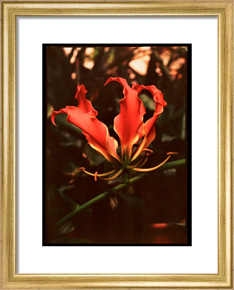 Orchid, c 1940. - Image 5