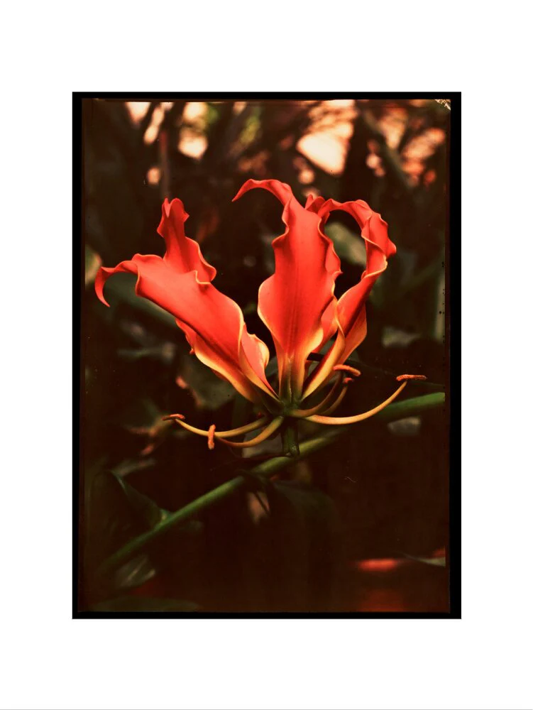 Orchid, c 1940. - Image 50