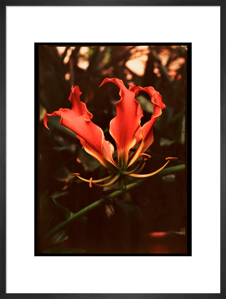 Orchid, c 1940. - Image 51