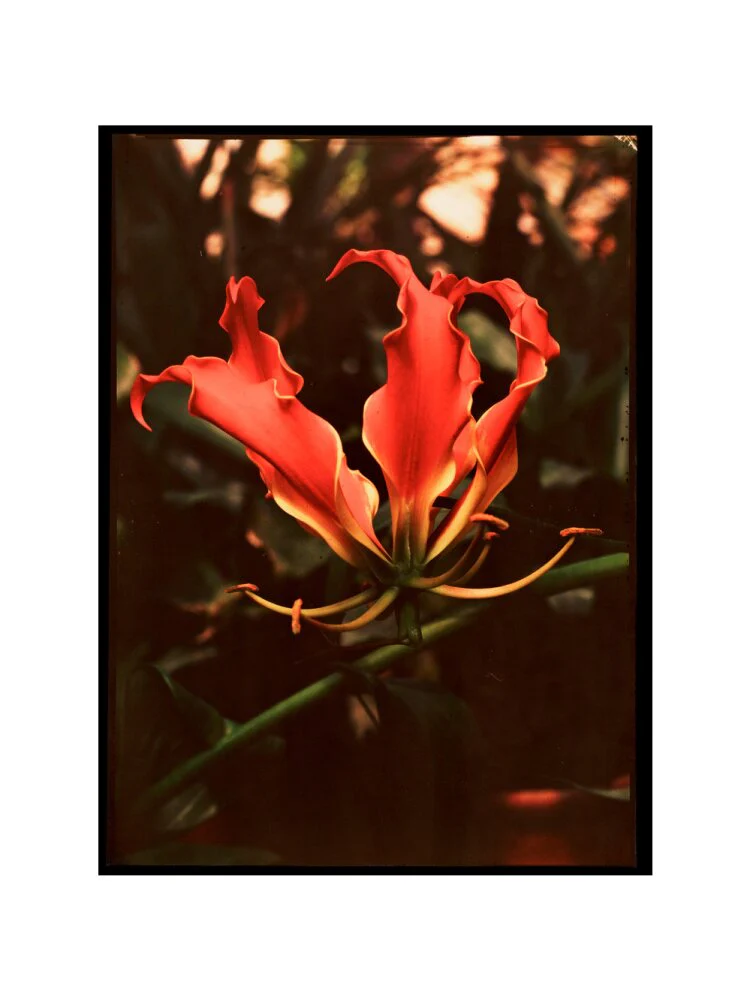 Orchid, c 1940. - Image 55