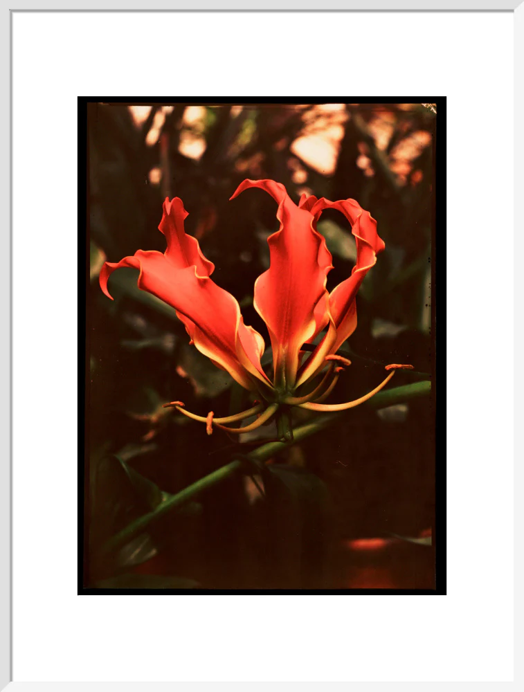 Orchid, c 1940. - Image 57