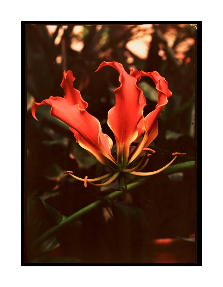 Orchid, c 1940. - Image 62