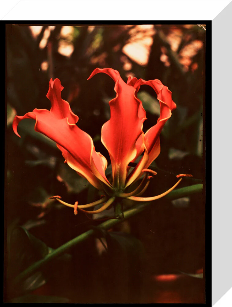 Orchid, c 1940. - Image 64