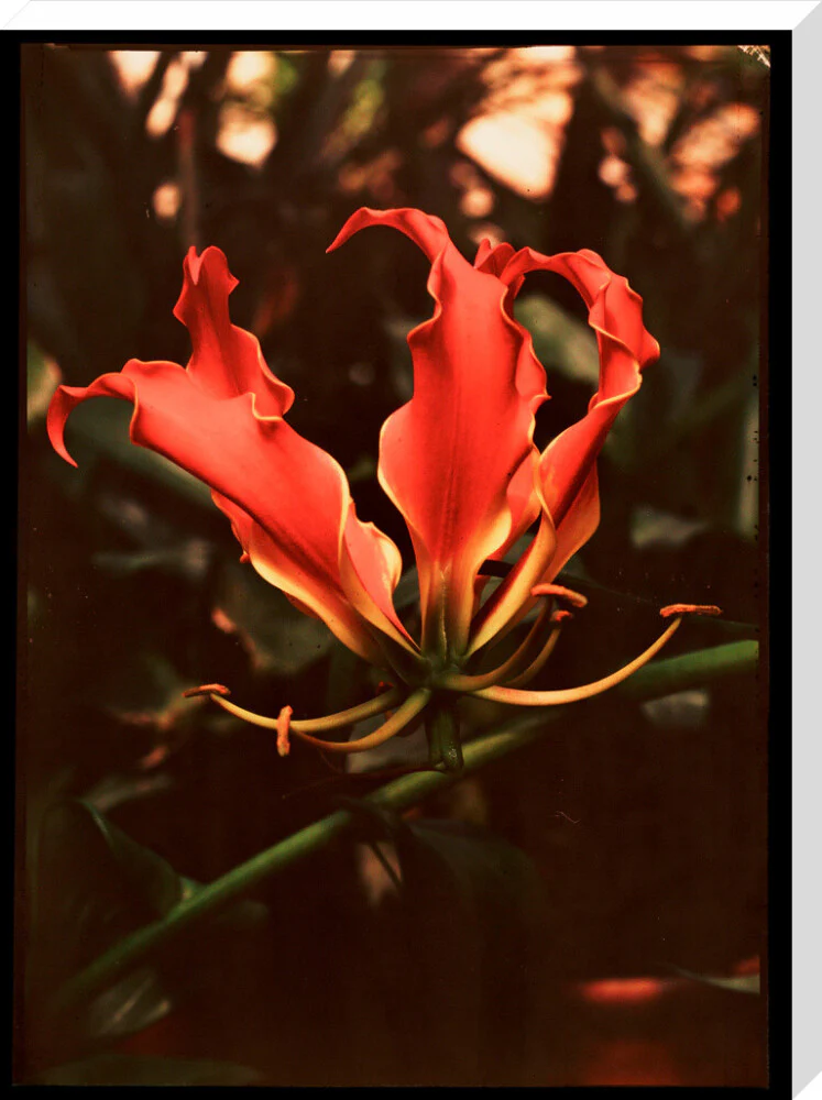Orchid, c 1940. - Image 67