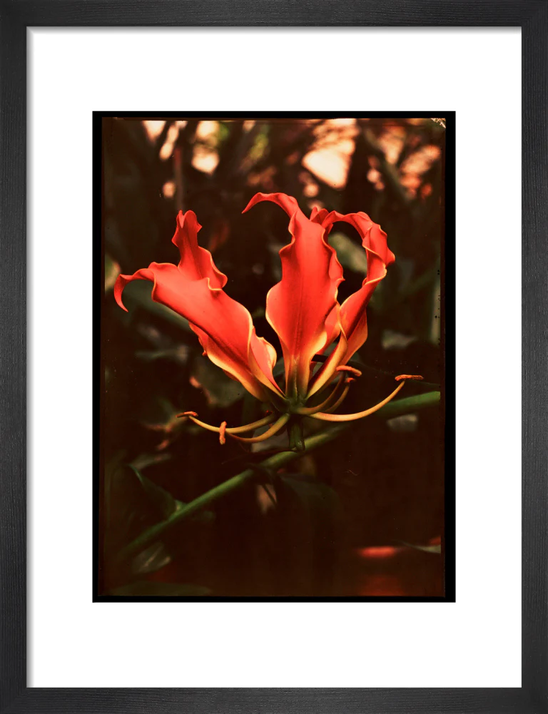 Orchid, c 1940. - Image 8