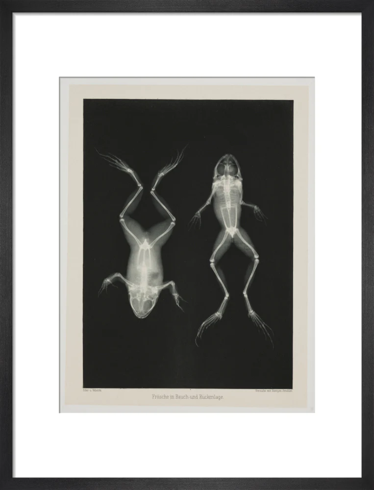 Two frogs, 1896. - Image 13