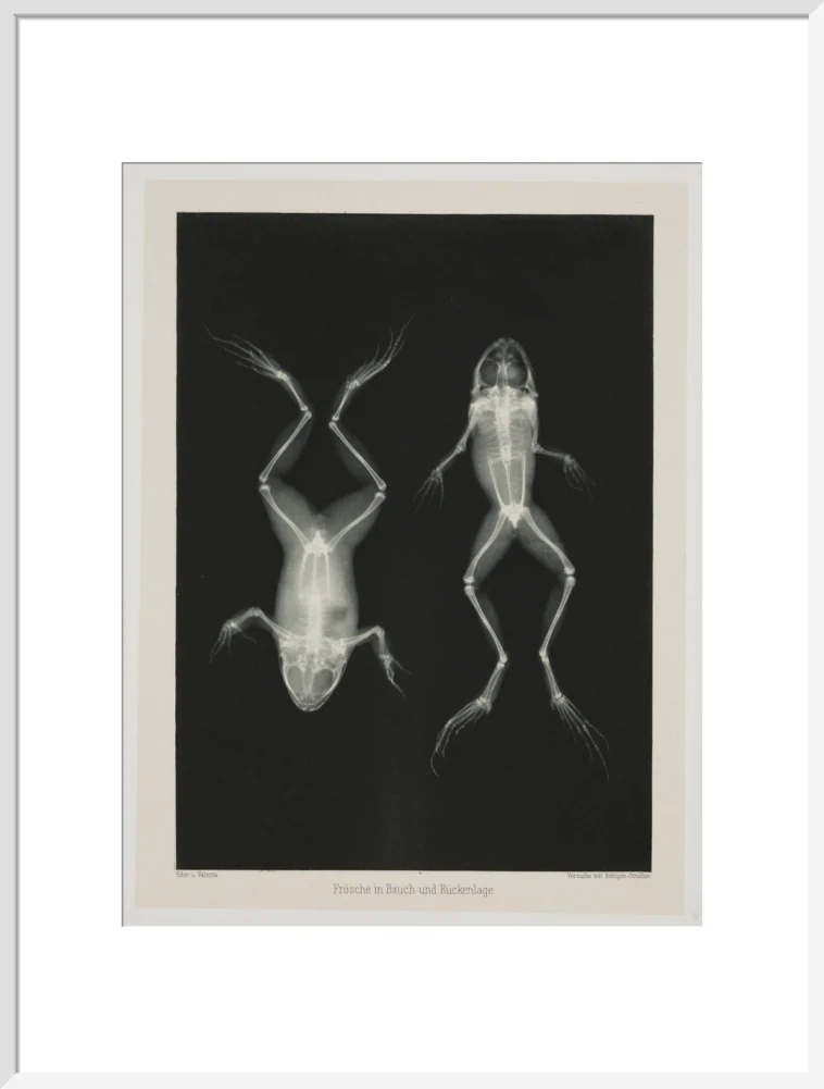 Two frogs, 1896. - Image 24