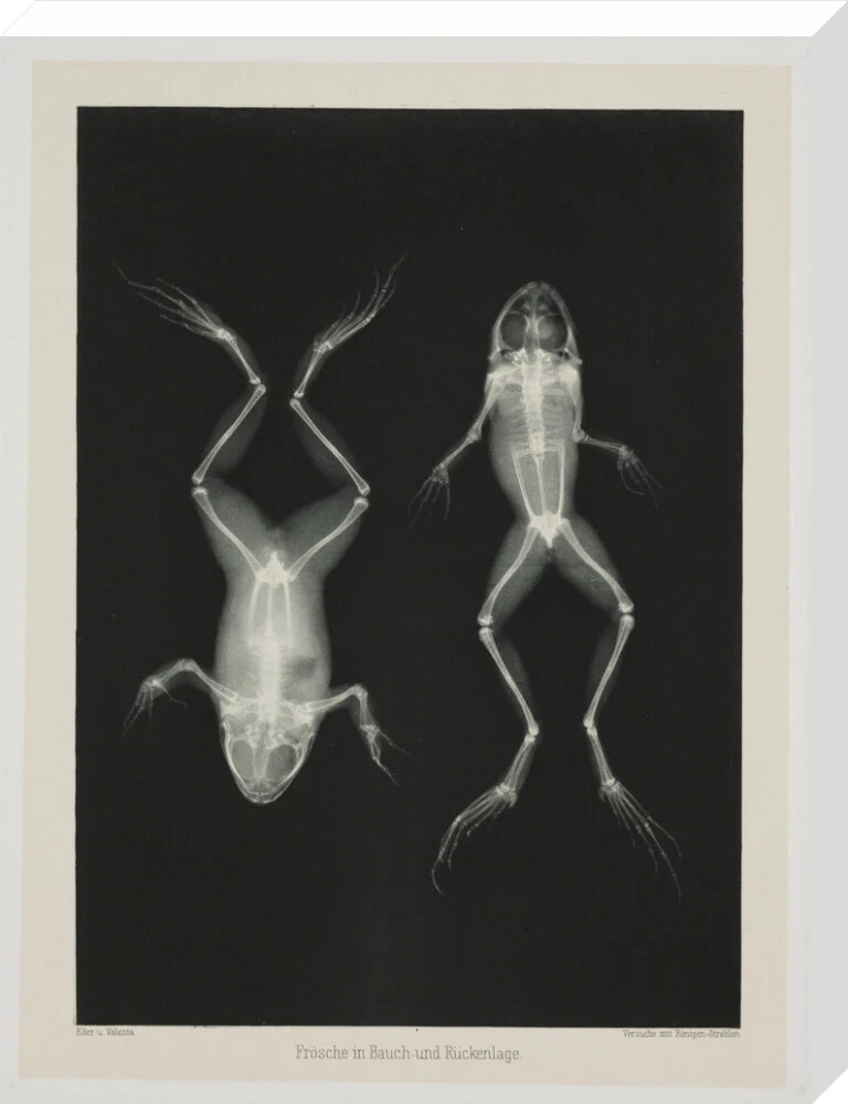 Two frogs, 1896. - Image 33