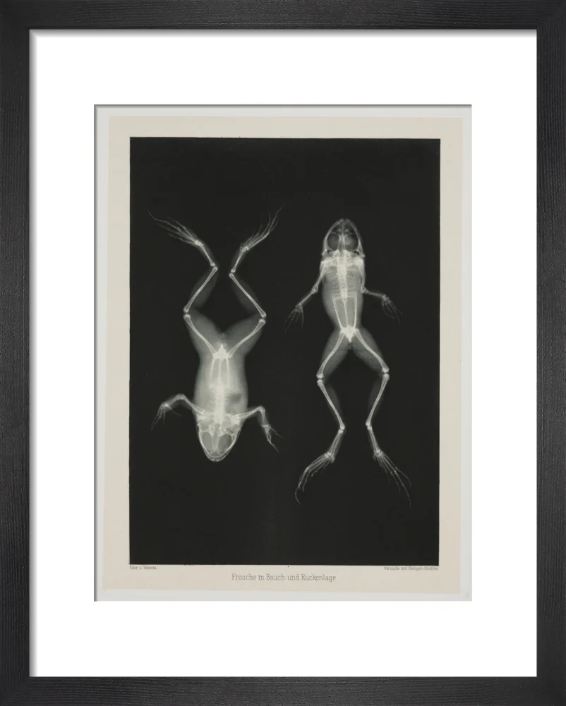 Two frogs, 1896. - Image 36