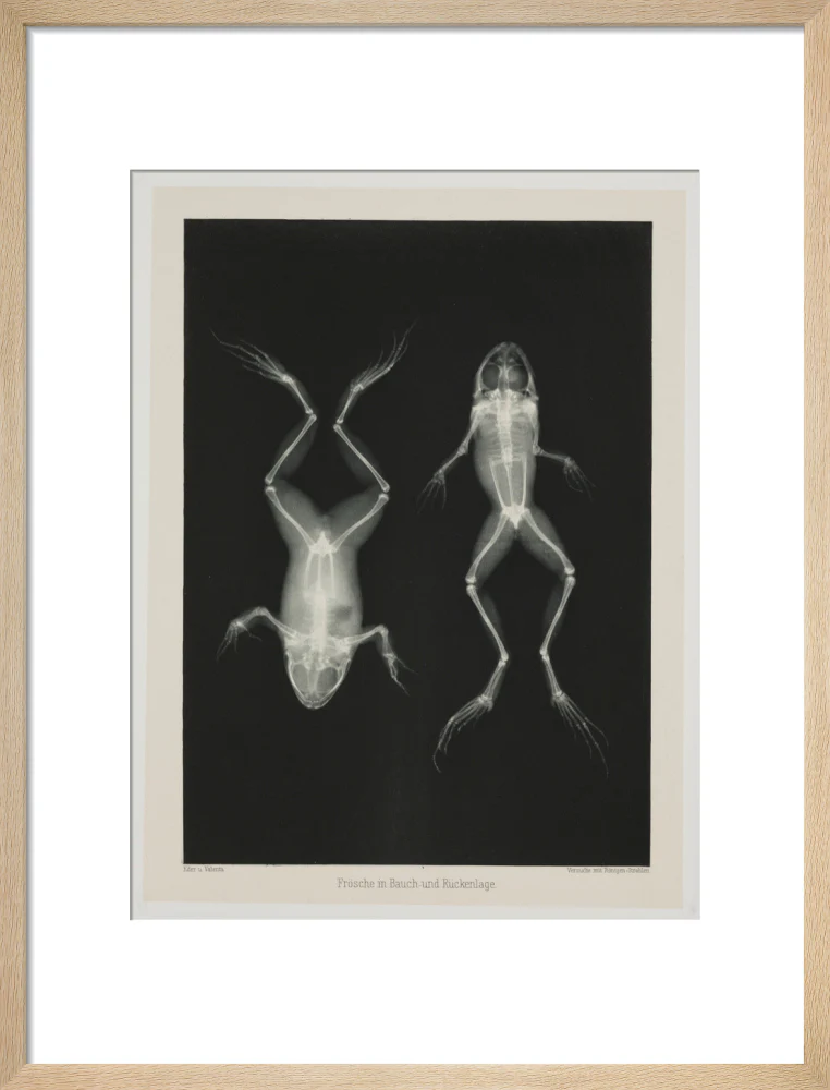 Two frogs, 1896. - Image 49
