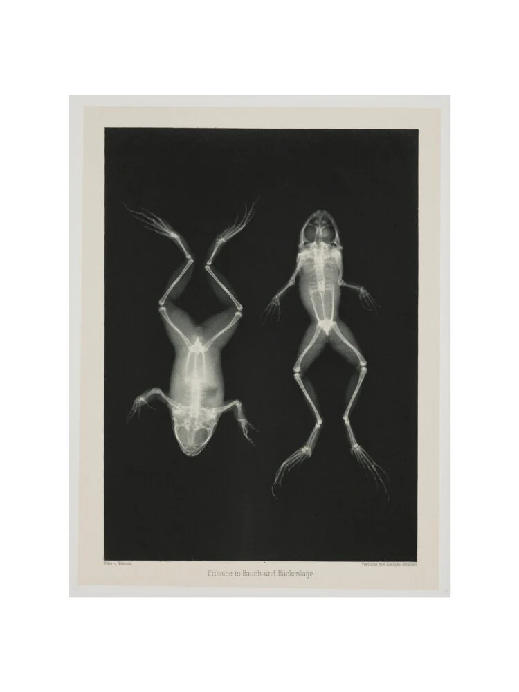 Two frogs, 1896. - Image 50