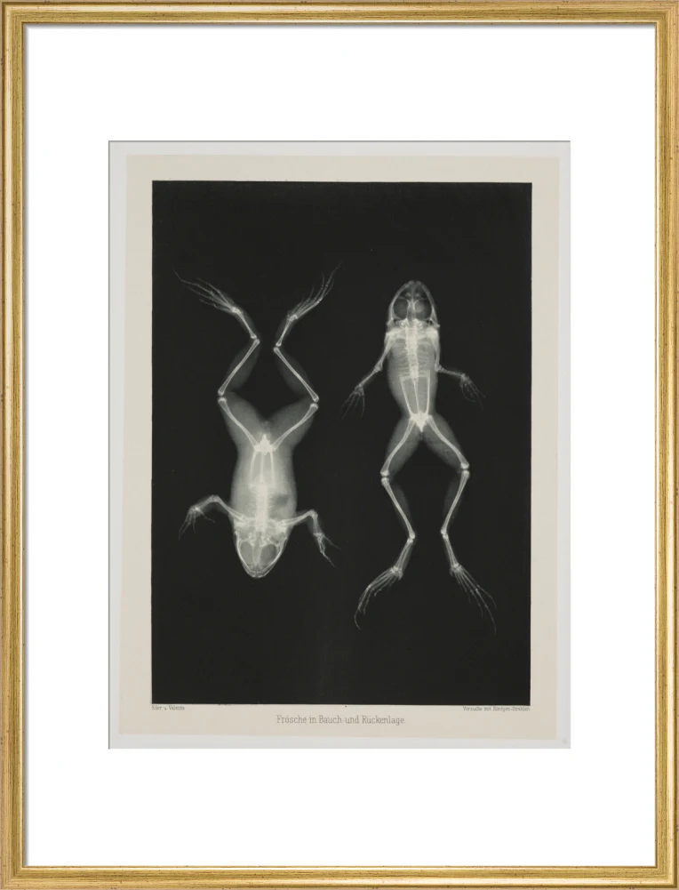 Two frogs, 1896. - Image 53