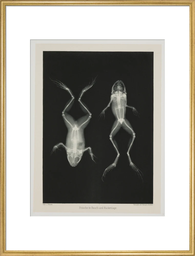 Two frogs, 1896. - Image 58