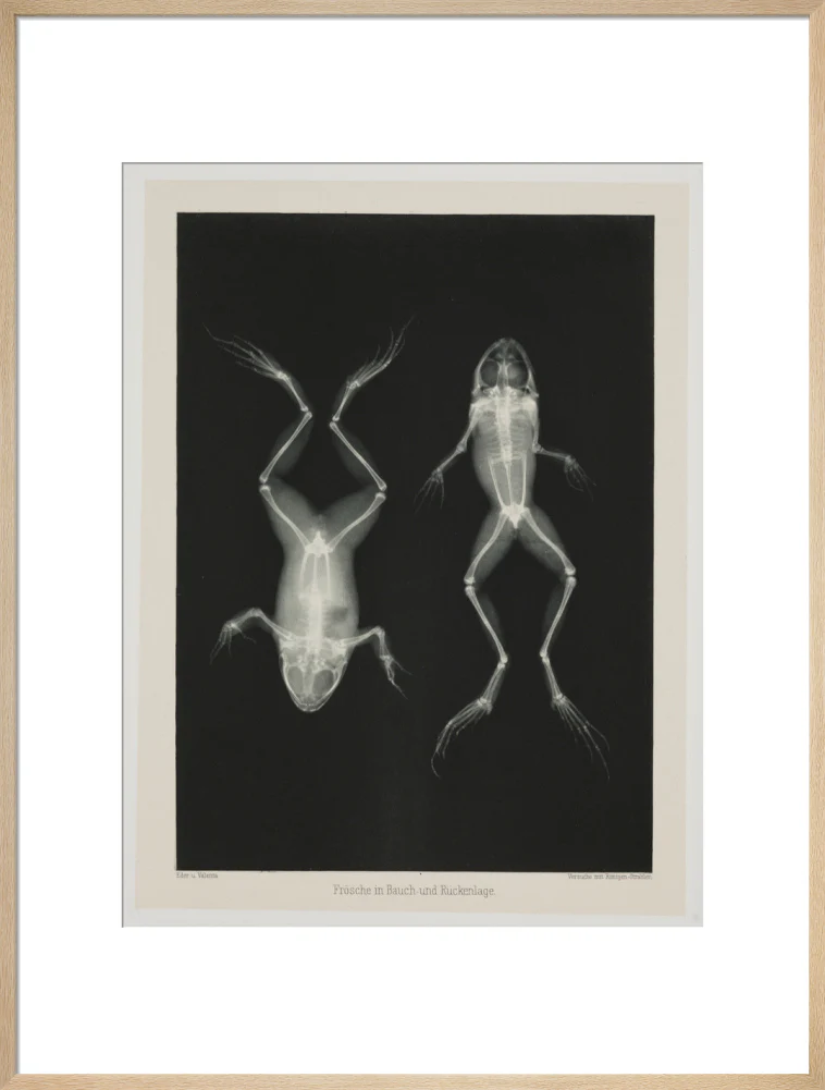 Two frogs, 1896. - Image 59