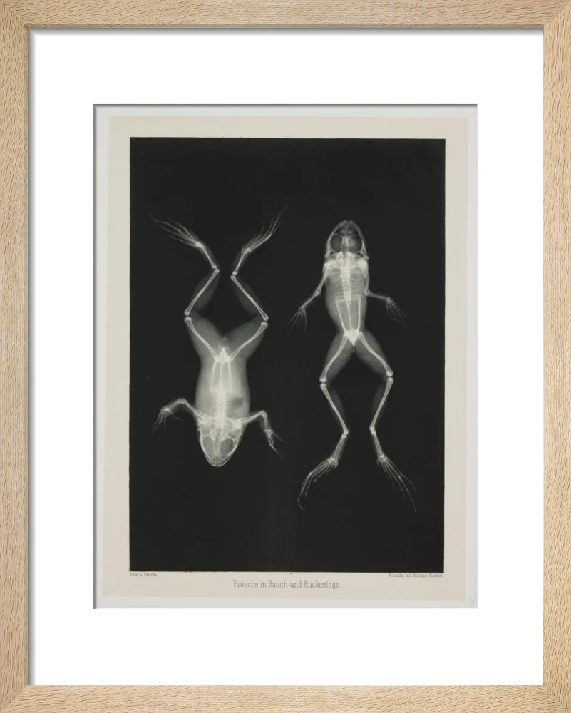 Two frogs, 1896. - Image 6